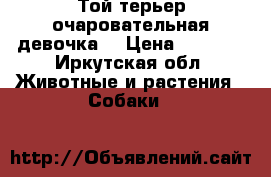 Той-терьер очаровательная девочка  › Цена ­ 3 000 - Иркутская обл. Животные и растения » Собаки   